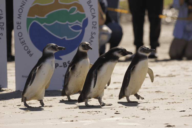 pinguins caminhando na areia com placa do projeto ao fundo