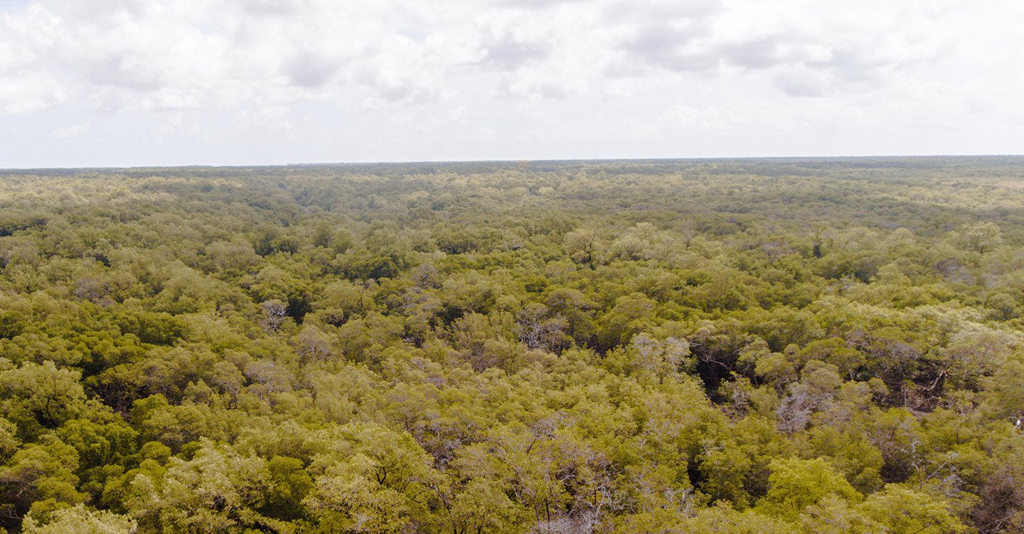 Foto de um mangue da Amazonia, de San Marcelo