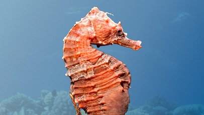 imagem do cavalo marinho raiado