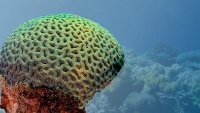 imagem do coral-cérebro-da-bahia