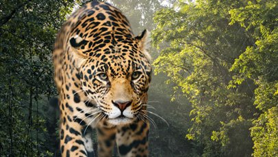 imagem de uma onça pintada