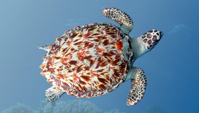 imagem da tartaruga-de-pente