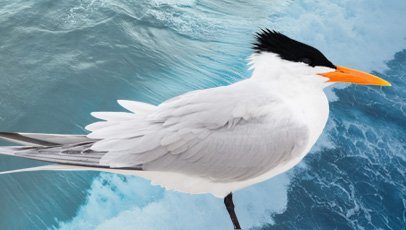 imagem do pássaro trinta-reis-real