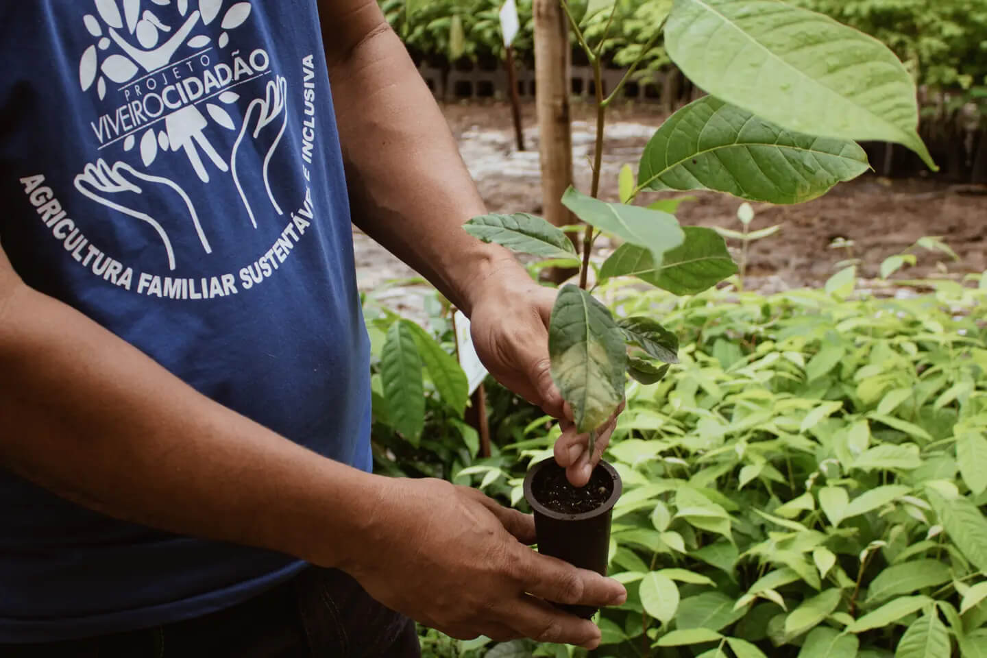 homem segurando uma muda