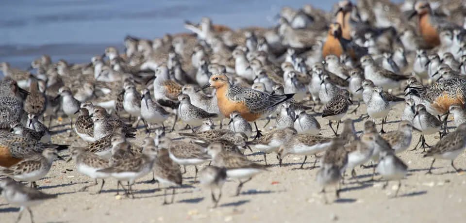 Pássaros e aves migratórias, projeto associado a Margem Equatorial.