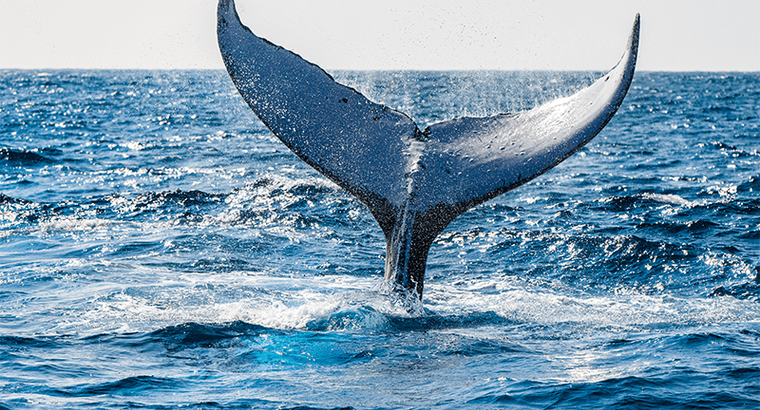 Cauda de baleia jubarte em aceno característico.