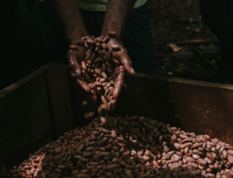 mãos segurando grãos de cacau