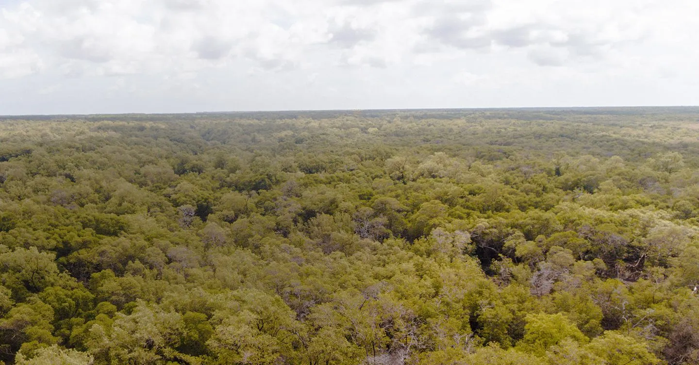 Aerial view of a vast mangrove area with dense green vegetation under a partly cloudy sky.