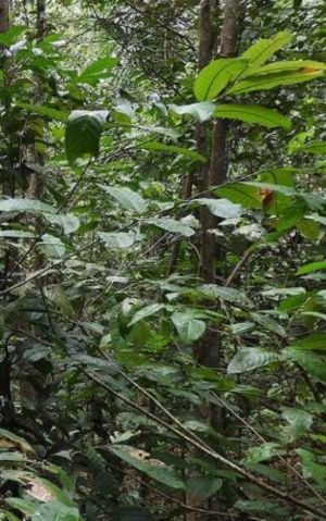 Floresta protegida pela Petrobras